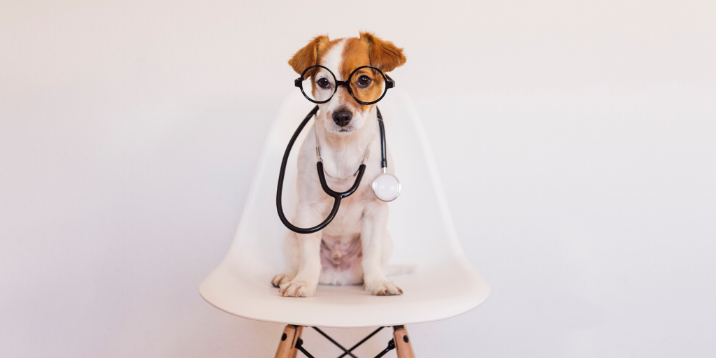 mutt mixed breed dog sitting on chair stethoscope vet veterinarian