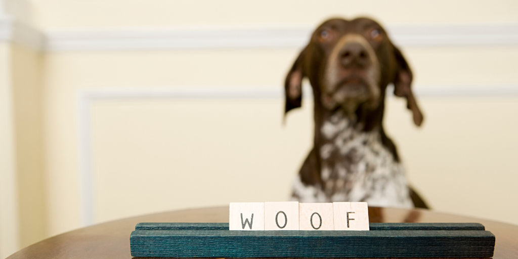 german shorthaired pointer dog gsp brain games play playtime enrichment training