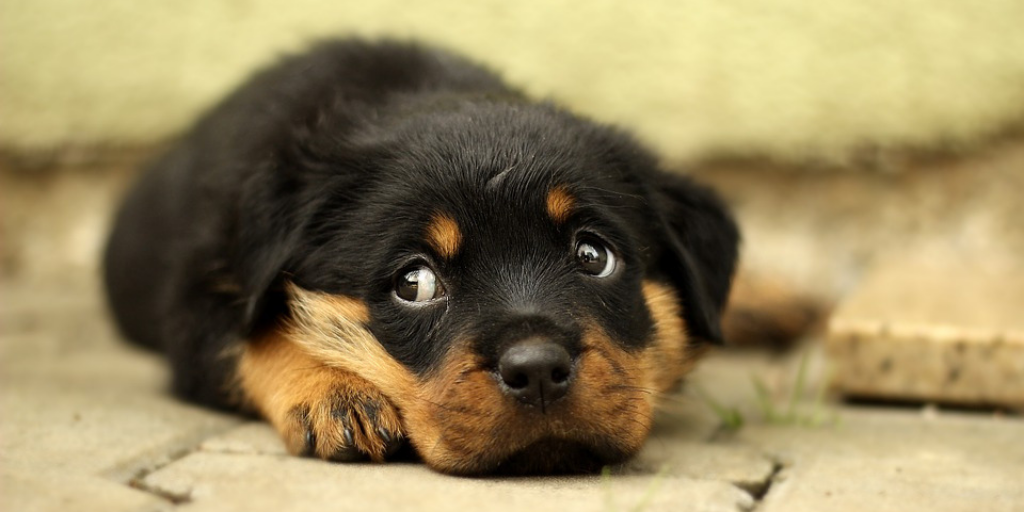 rottweiler puppy dog lying on ground pavement sidewalk giving side eye