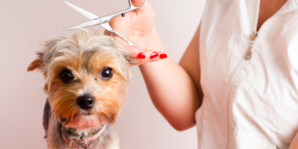 yorkshire terrier toy dog haircut grooming groom trimming clipping scissors