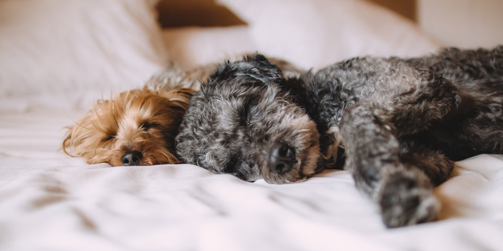 Two dogs sleeping on a people bed