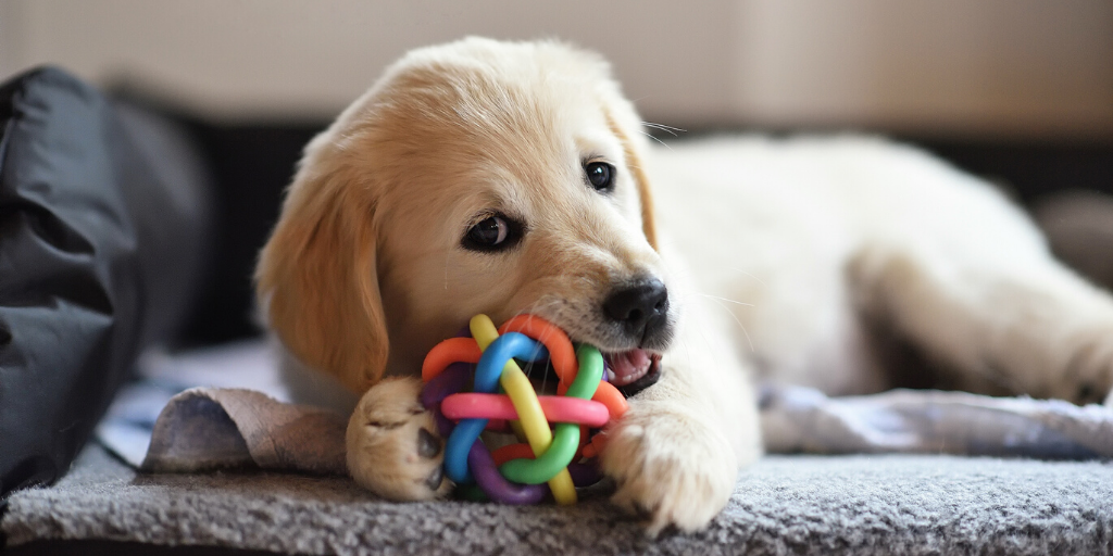 golden retriever puppy dog checklist toy dog bed teething