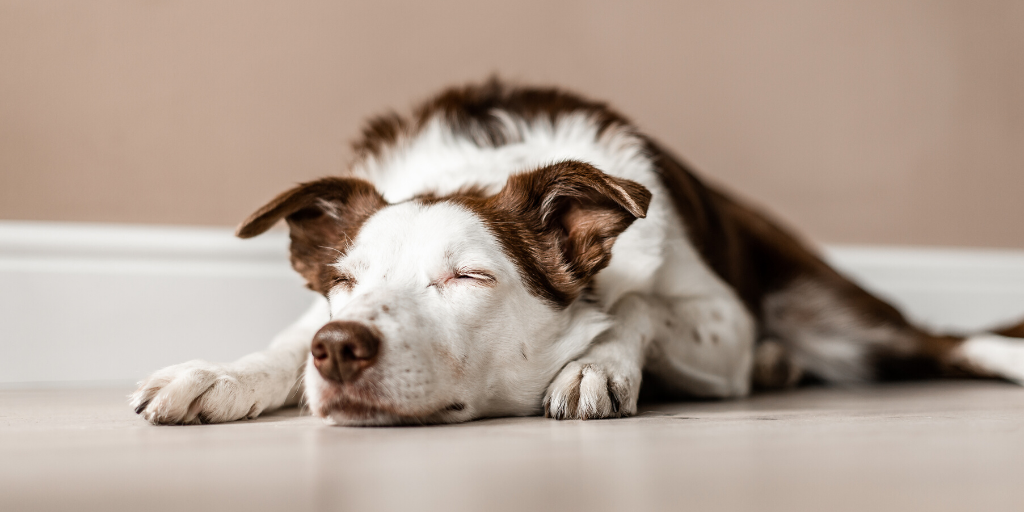 dog sleeping wake up