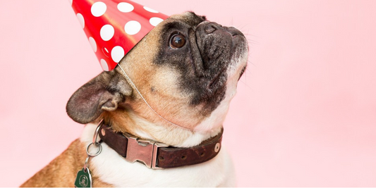 French bulldog with party hat