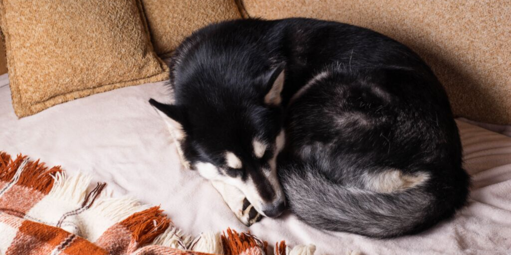siberian husky dog sleeping position sleep asleep curled up donut