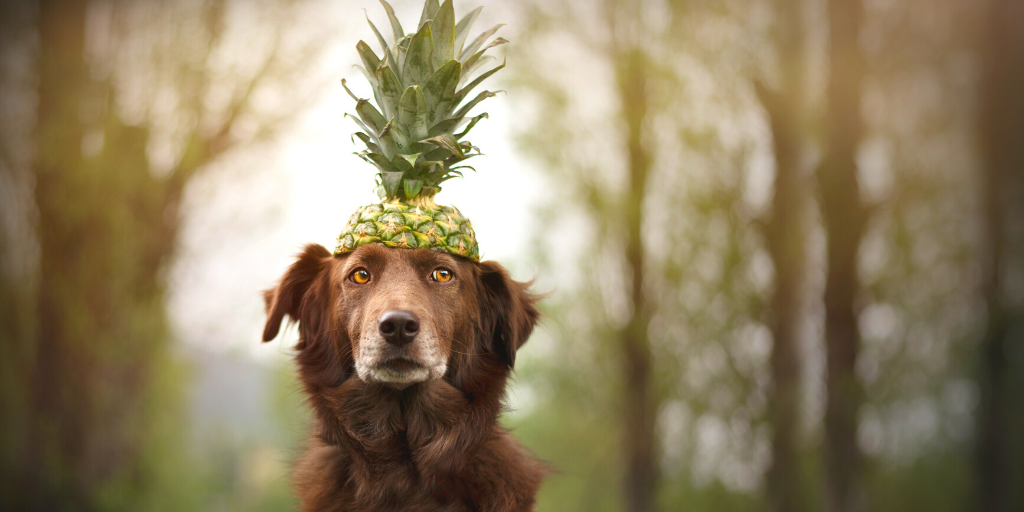 dog pineapple spring fruit fruits safe to eat