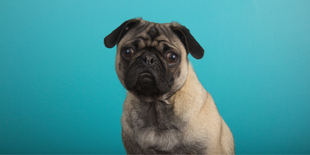 pug dog toy breed puppy dog eyes sad eyes