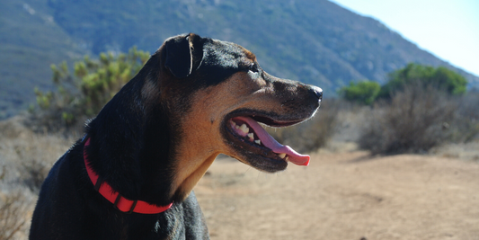 hound shepherd dog mutt mixed breed panting hot pant