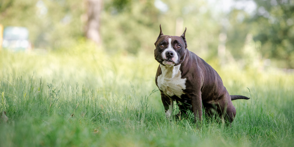 dog squatting pooping defecating outside grass field