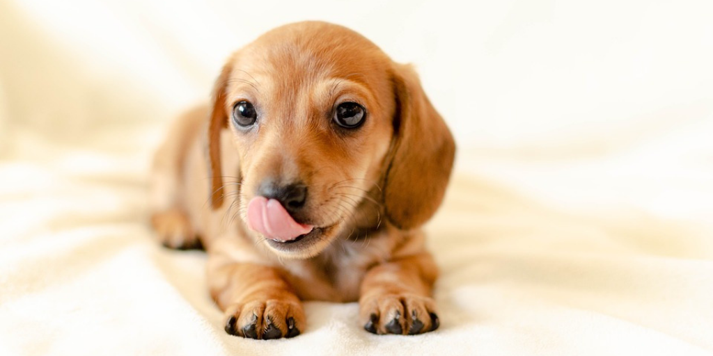 Puppy lying down licking his lips