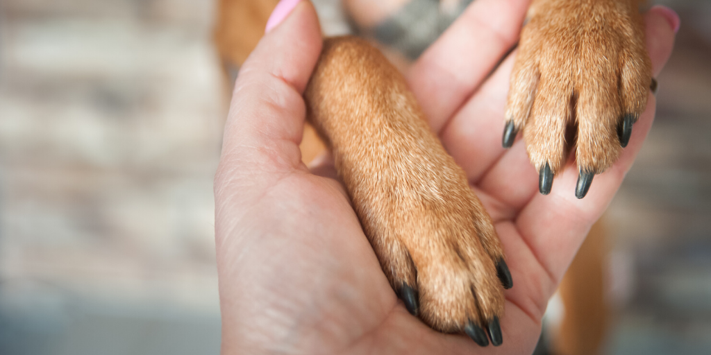 why is it important to trim your dogs nails