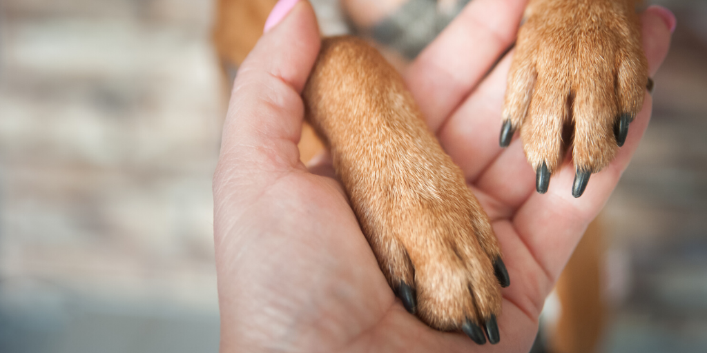 dog paws claws nails trim