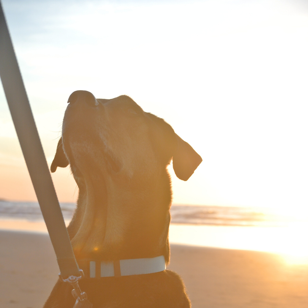 Turquoise Dog Leash