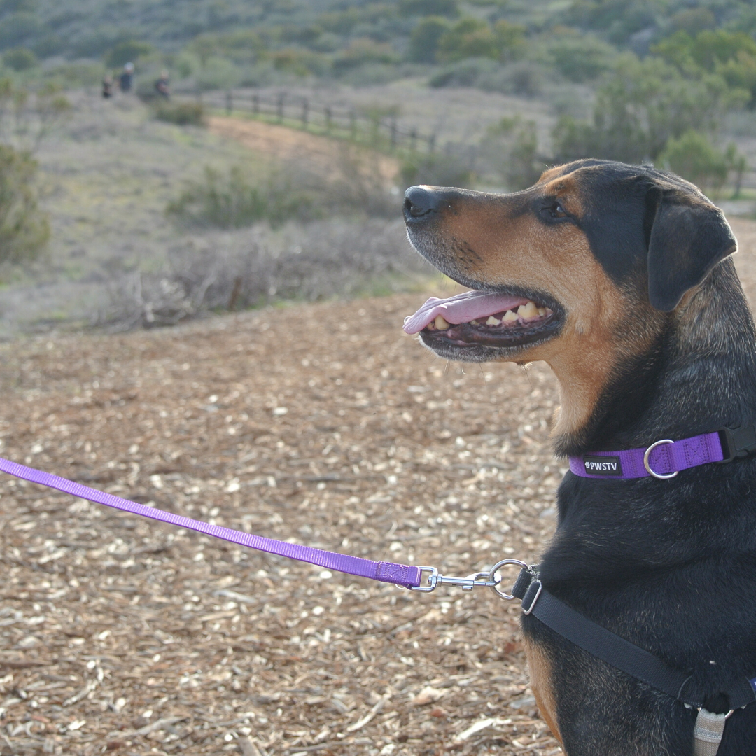 Purple Dog Leash