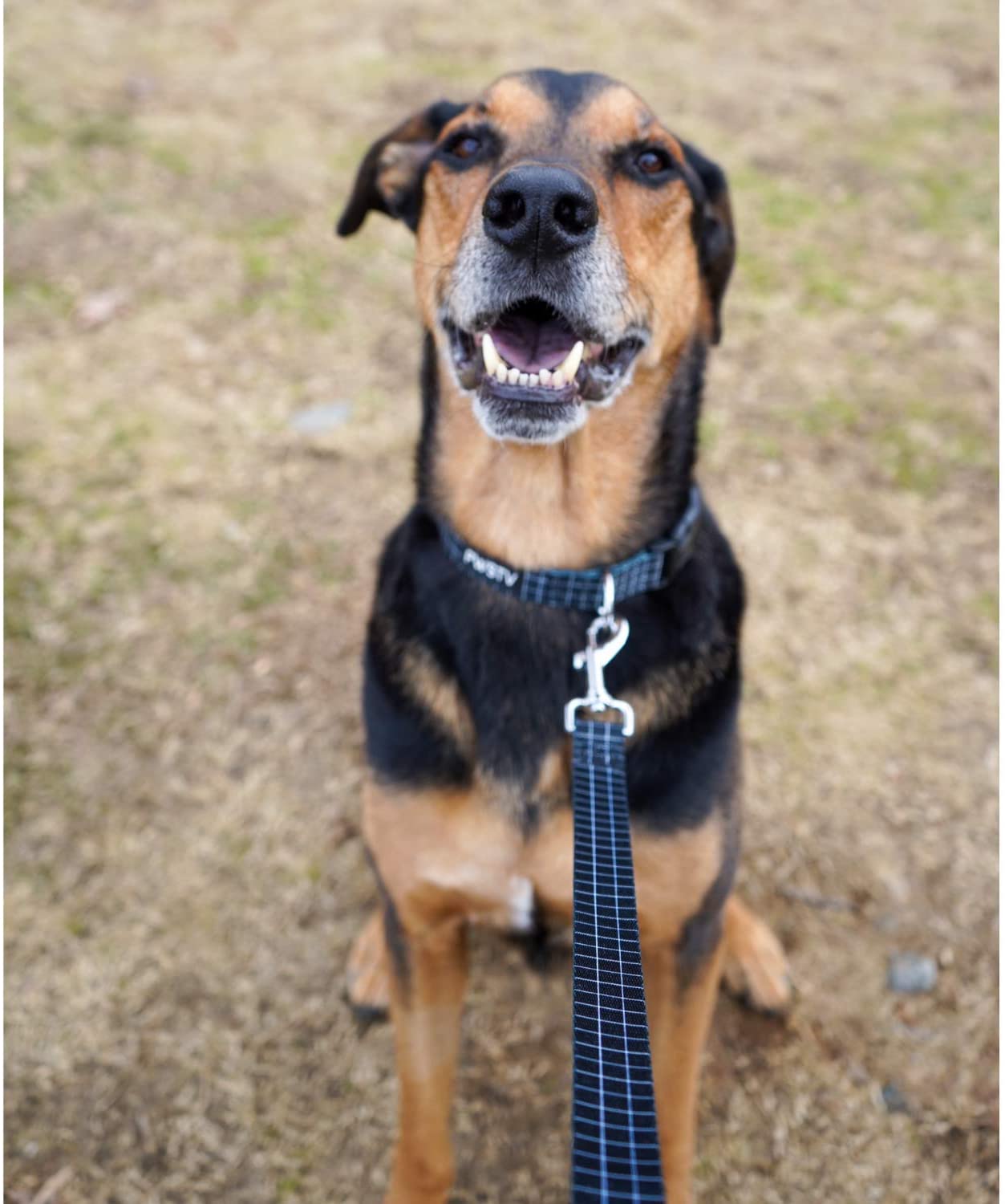 Black Grid Dog Leash