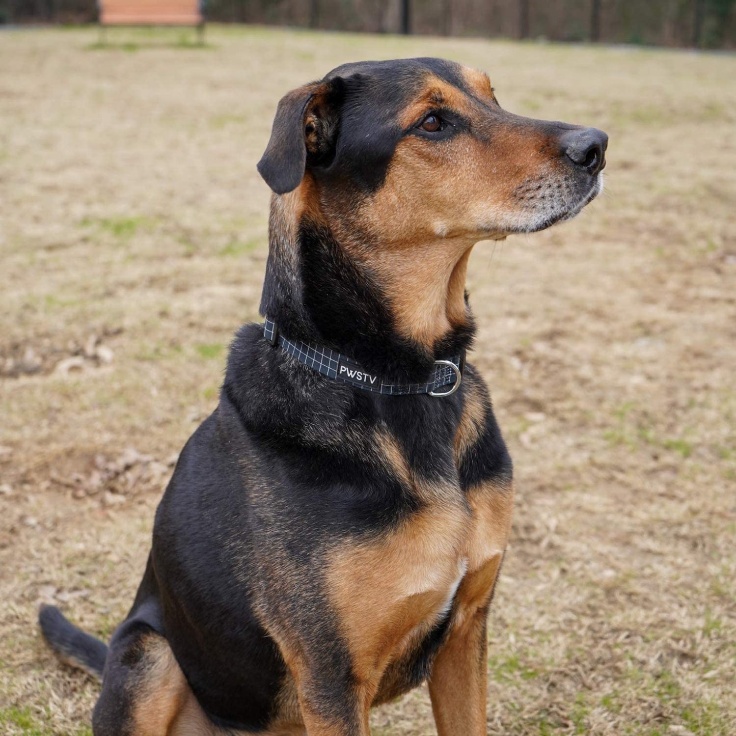 Black Grid Dog Collar