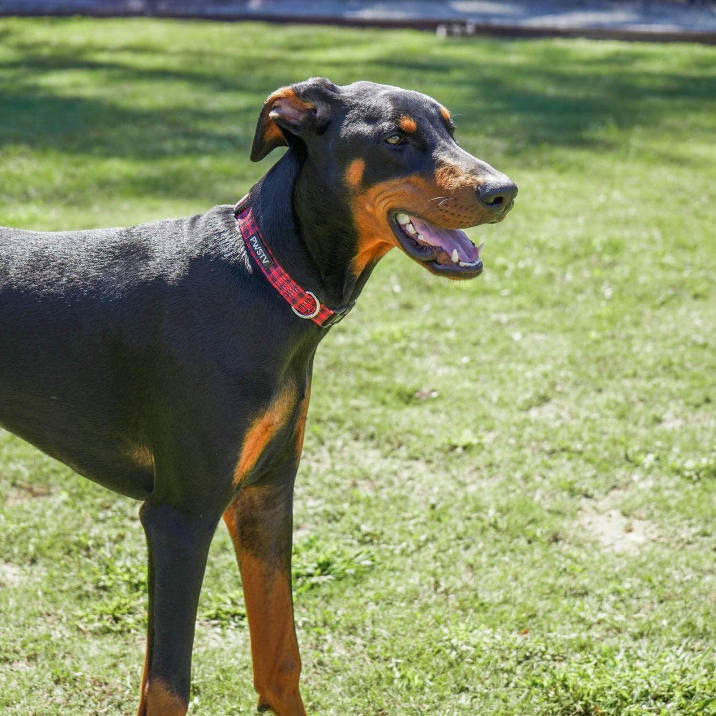 Buffalo Plaid Dog Collar