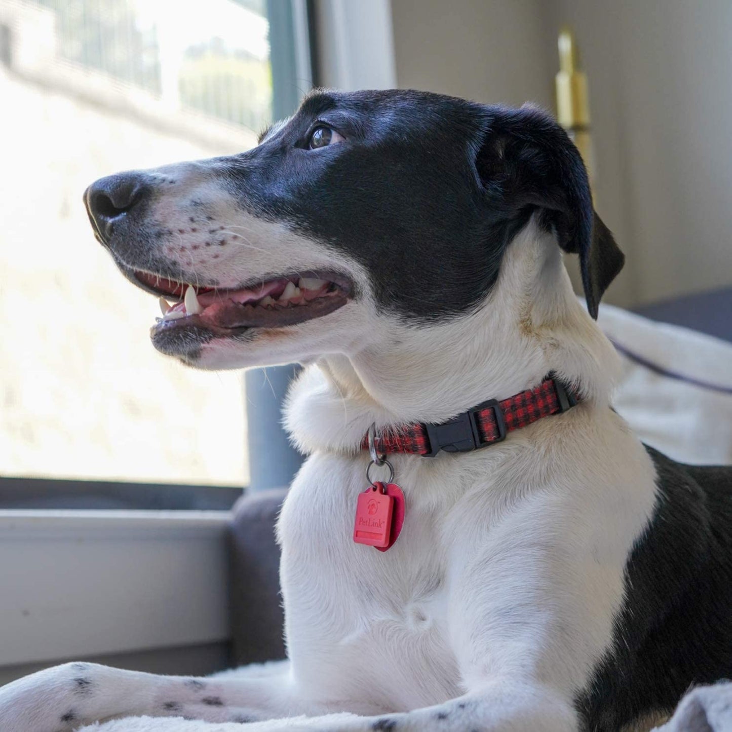 Buffalo Plaid Dog Collar