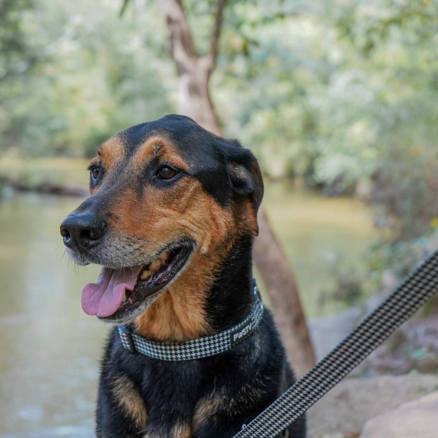 Houndstooth Dog Leash