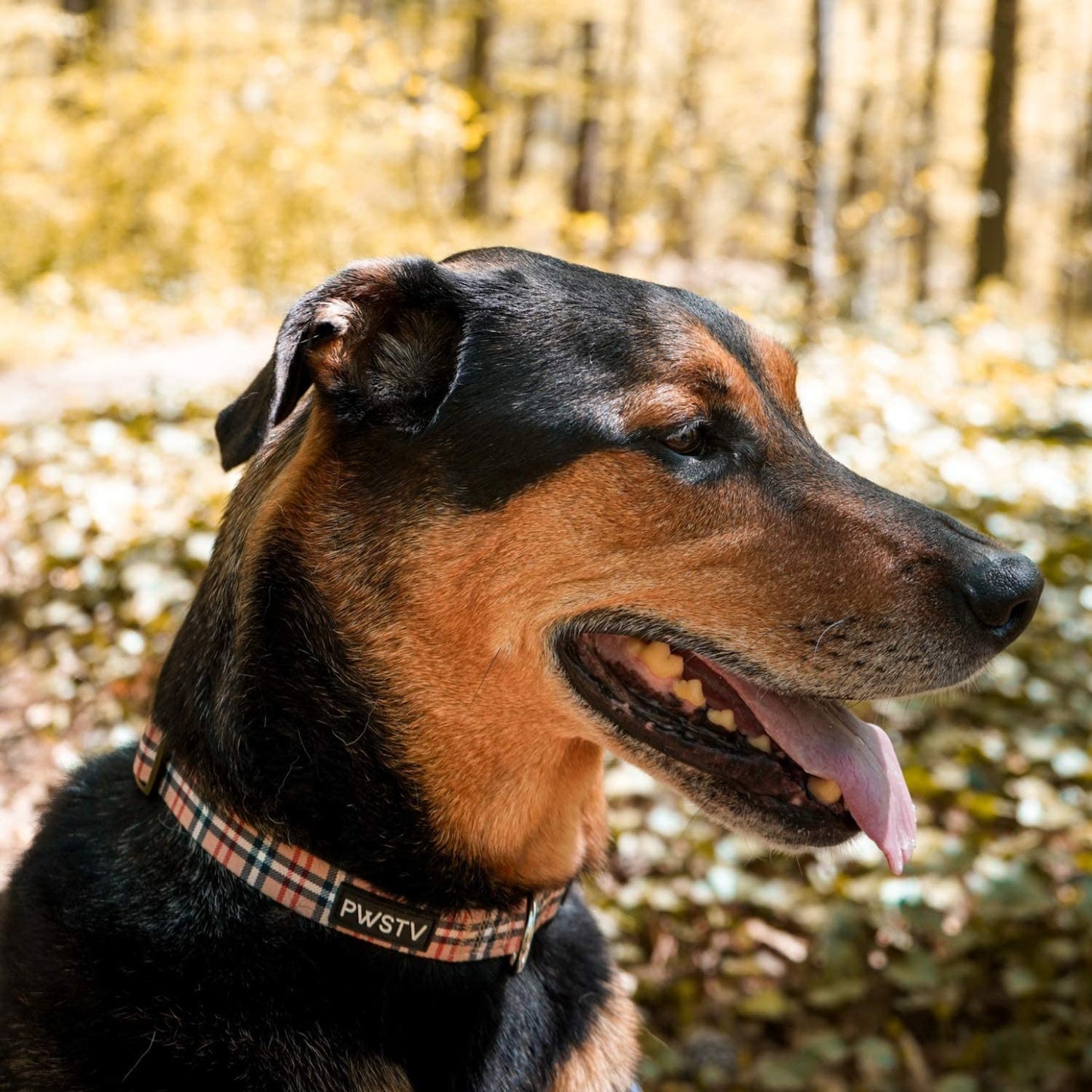 London Plaid Dog Collar