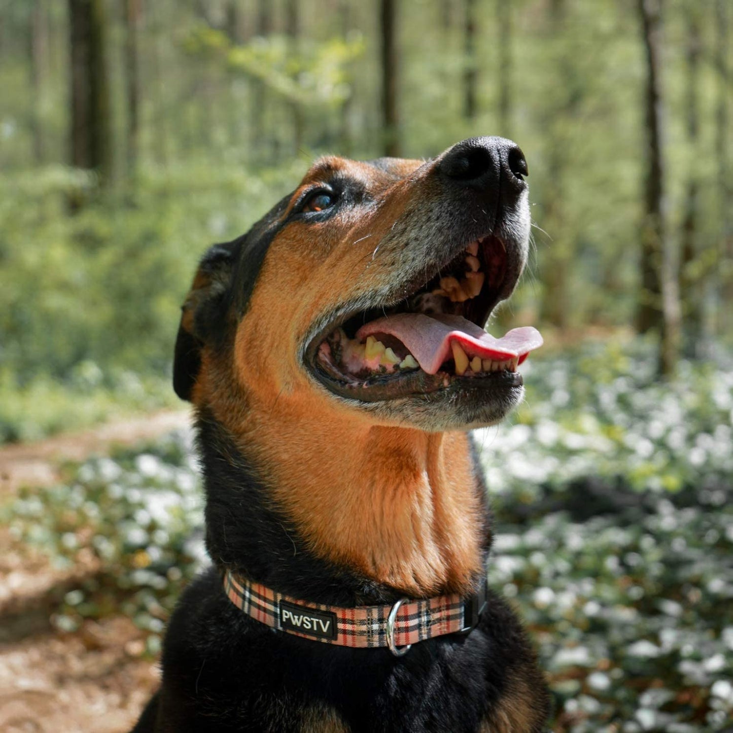London Plaid Dog Collar