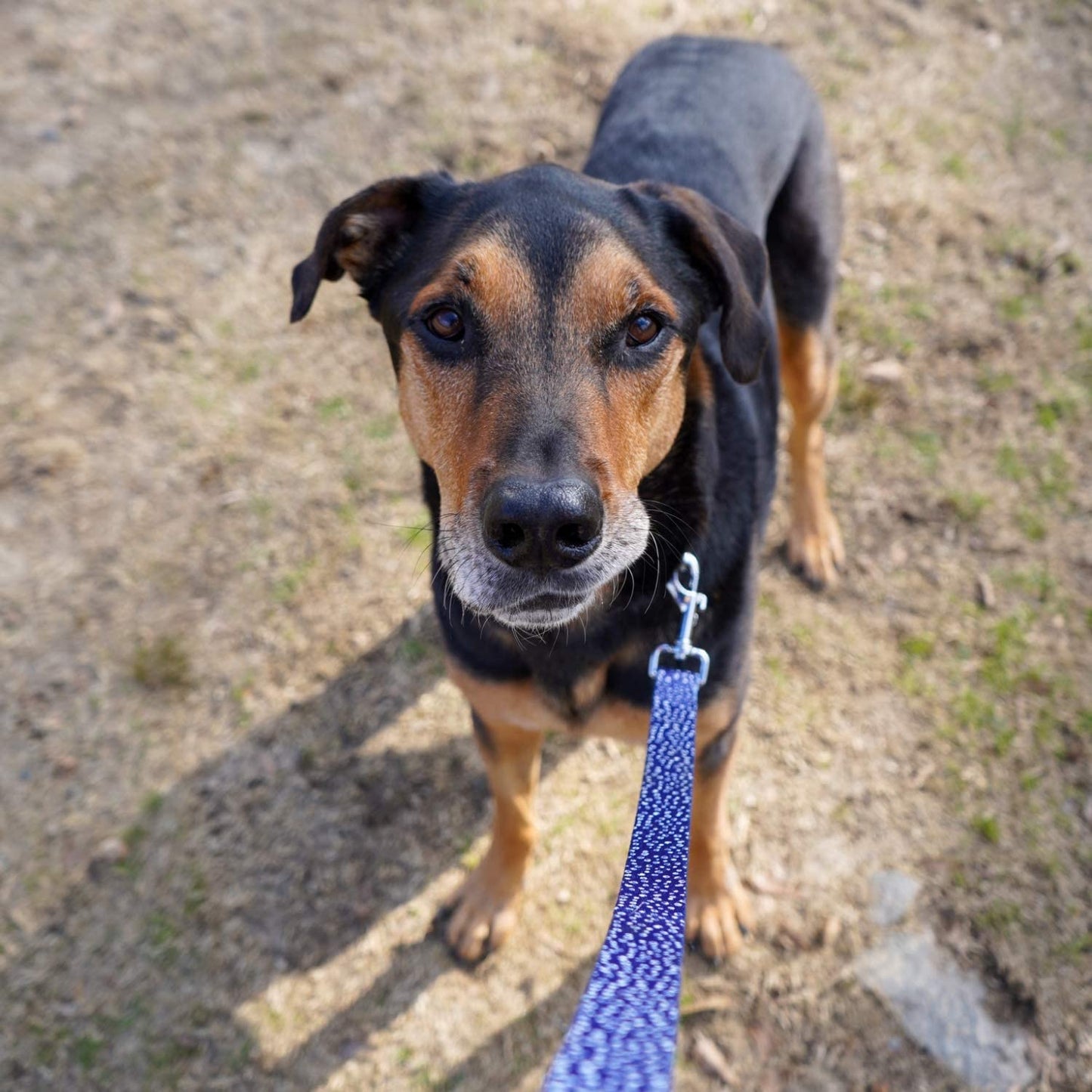 Navy Dot Dog Leash