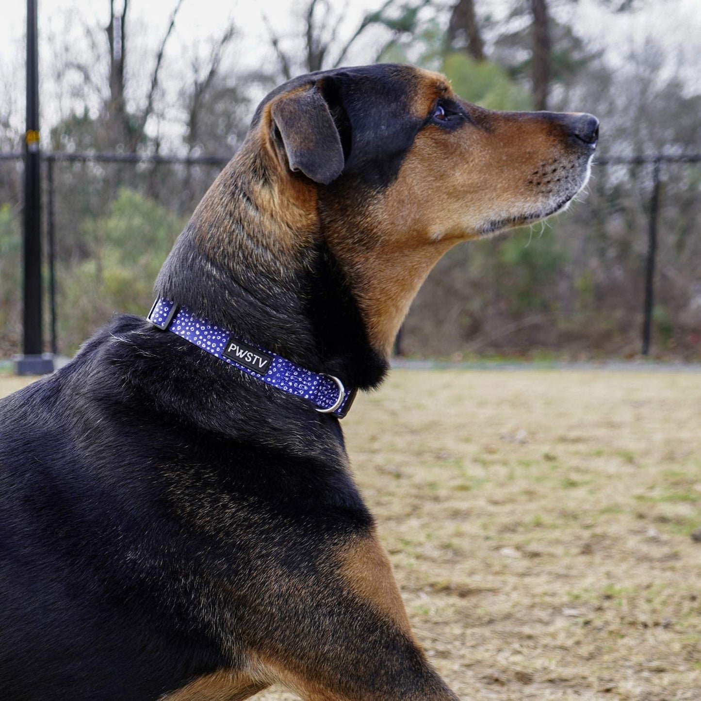 Navy Dot Dog Collar