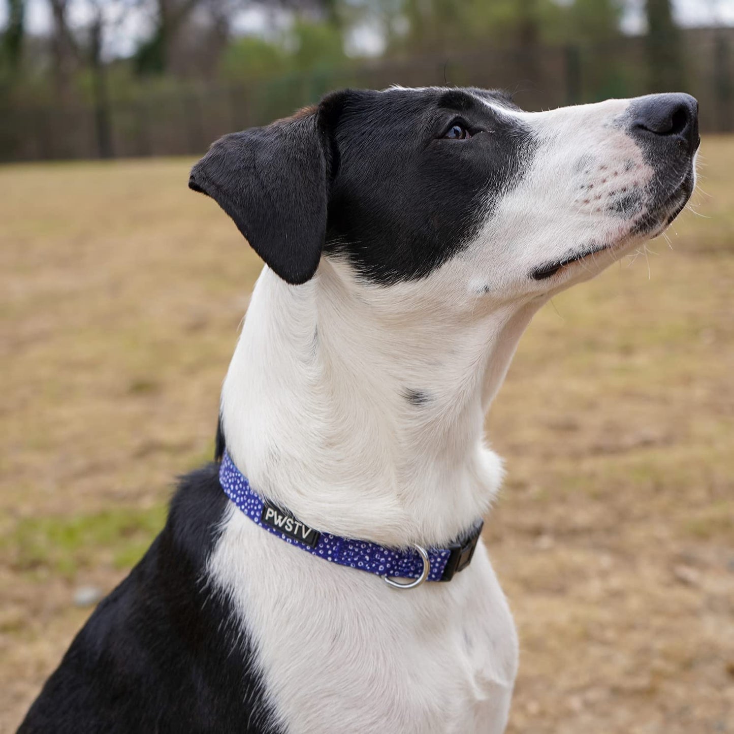 Navy Dot Dog Collar