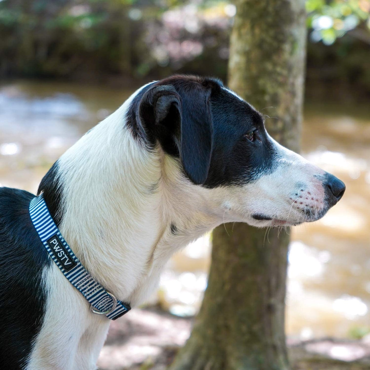 Navy Stripes Dog Collar