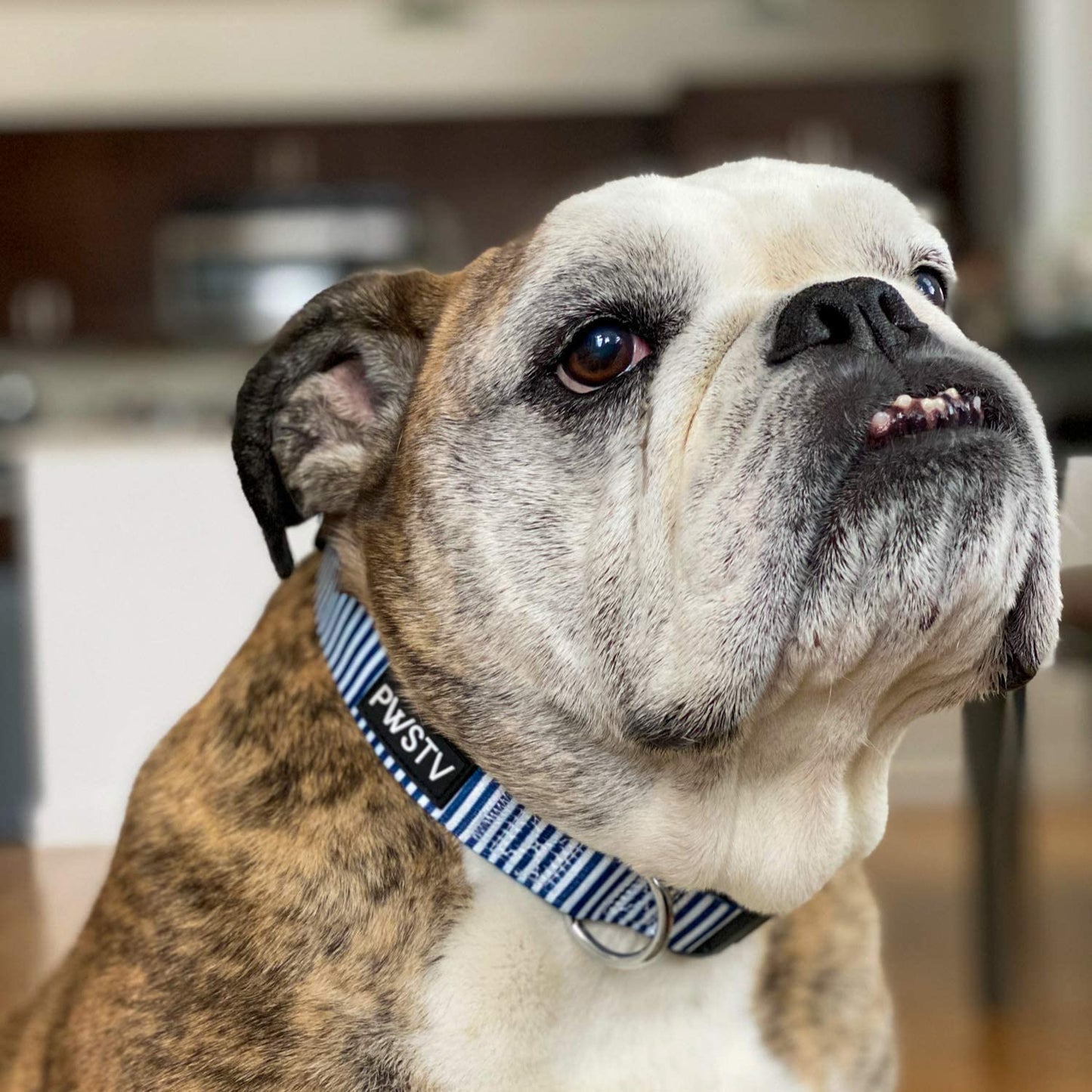 Navy Stripes Dog Collar