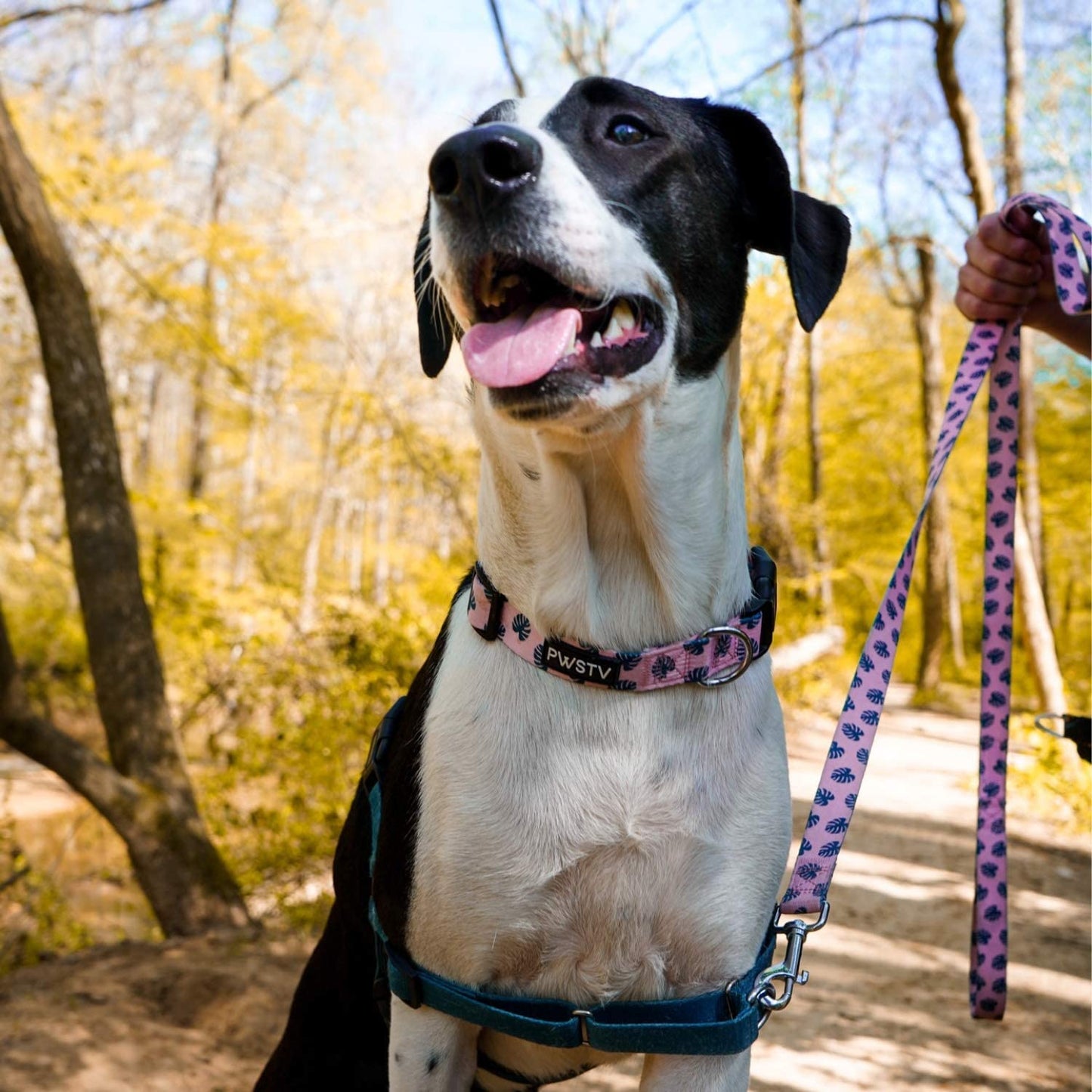 Pink Tropical Palms Leash