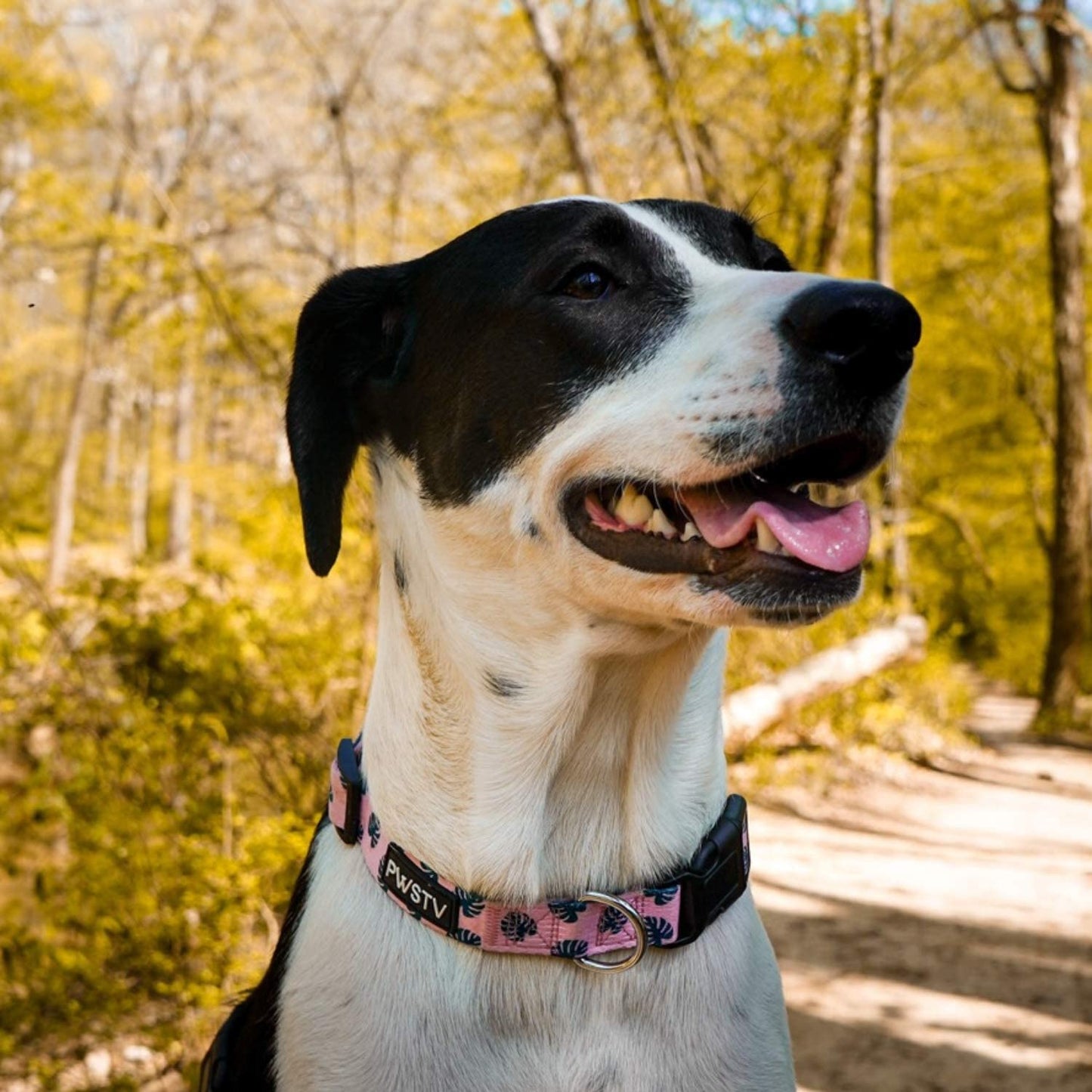 Pink Tropical Palms Collar