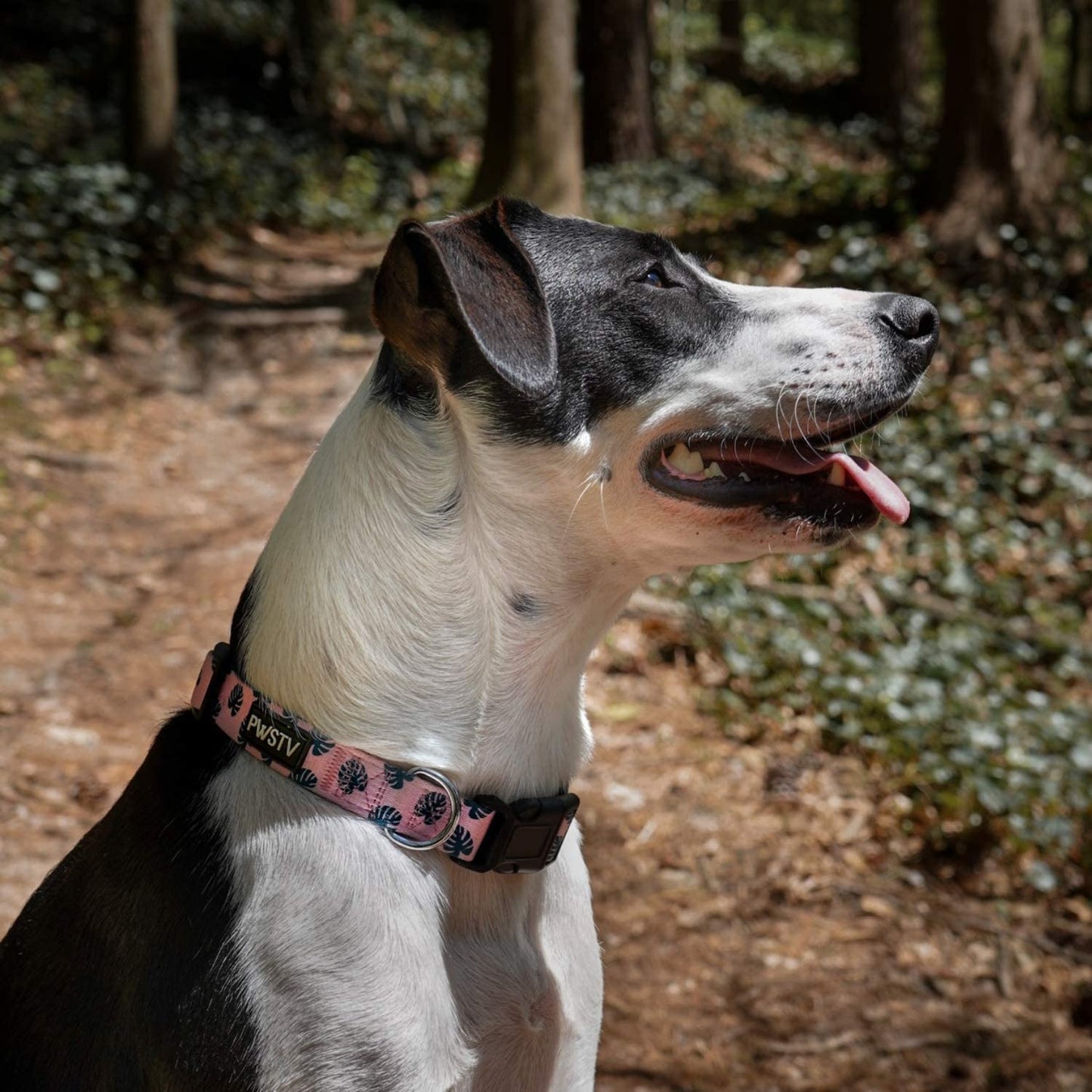 Pink Tropical Palms Collar