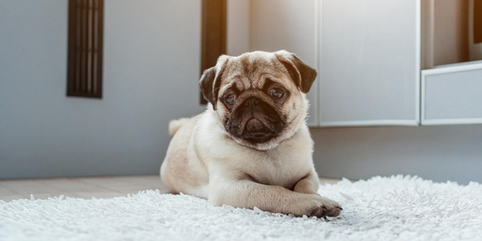 pug dog breeds apartment life