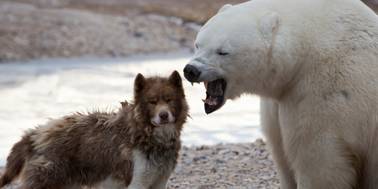 Canadian eskimo dog Canadian Inuit dog with polar bear friend growling