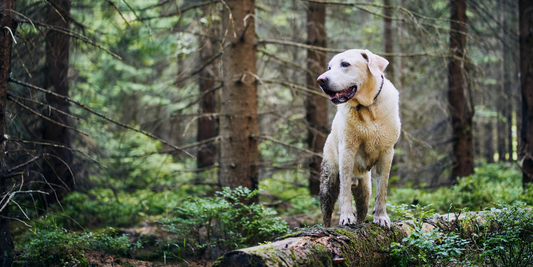labrador retriever dog hike dog hiking safety tips happy dog in nature dirty labrador on fallen tree looking out into forest