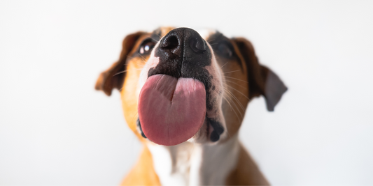 close up of dog tongue licking mixed breed dog mutt pit bull mix funny pet portrait