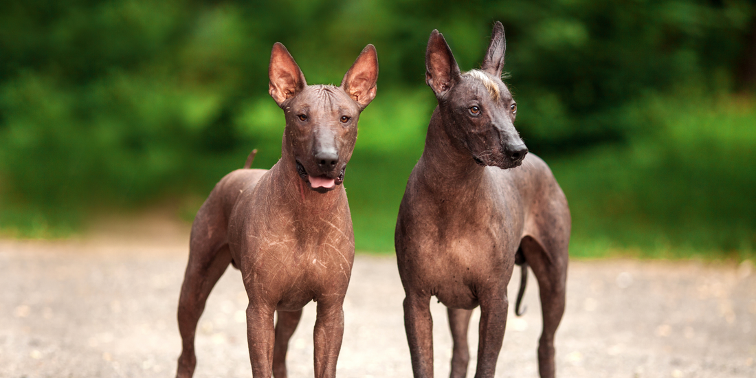 two Mexican hairless dogs Xoloitzcuintli