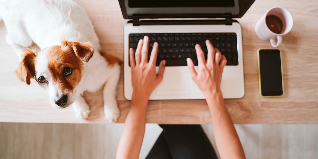young woman working from home on laptop with small dog on desk next to her work from home remote work work remotely