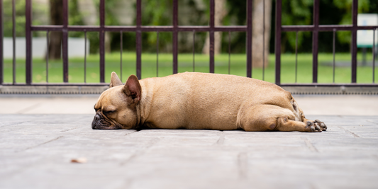 sleepy French bulldog lying on ground outdoors lazy dog lazy dogs low maintenance dog breeds with low energy