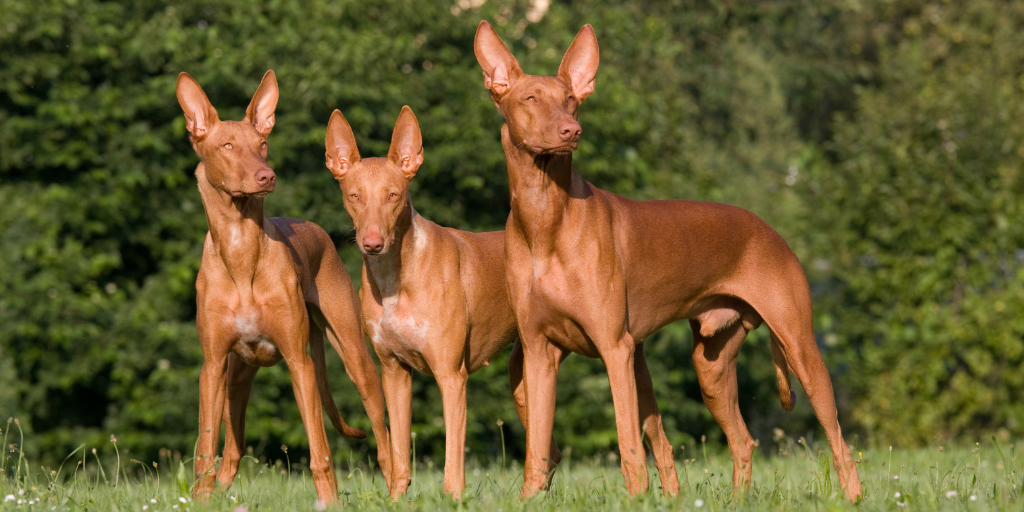 three pharaoh hound dogs standing together outside on grass