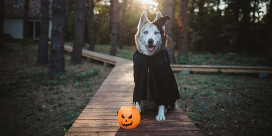 siberian husky dog halloween costume jack o lantern pumpkin witch