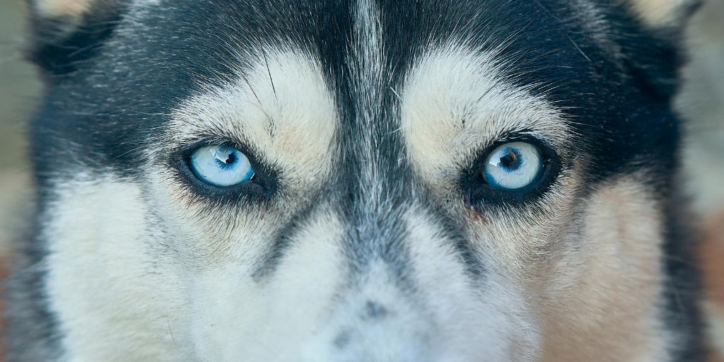 husky dog close up face blue eyes snout nose