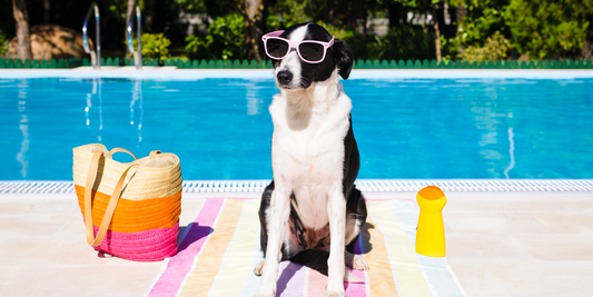 funny cute dog in sunglasses on summer vacation by swimming poop border collie summer safety pool sunshine heat