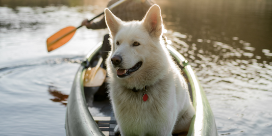 white german shepherd canoe outdoor activity activities