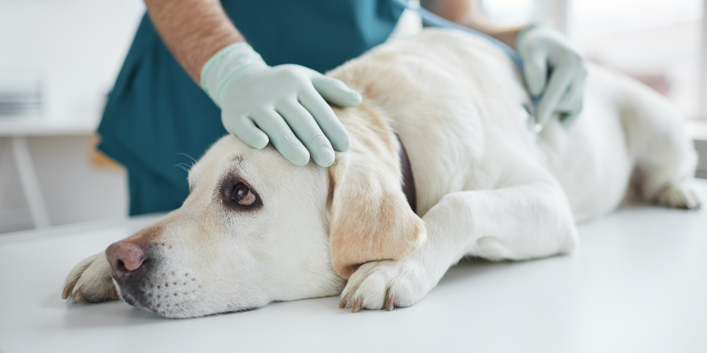 yellow Labrador retriever at vet veterinarian yellow lab chronic kidney disease