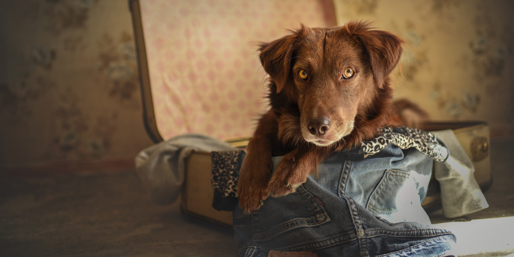 Nova Scotia duck tolling retriever sitting in open suitcase with jeans and clothes