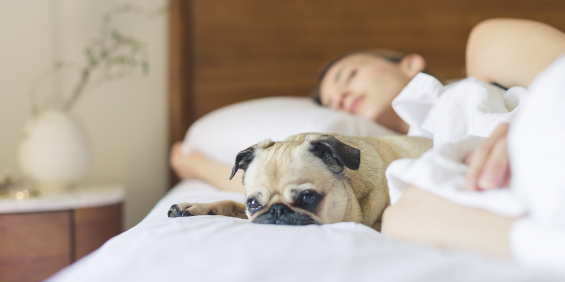 pug dog sleeping in bed with human benefits