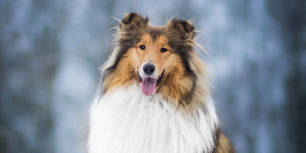 rough collie dog smiling with tongue out and sitting in snow