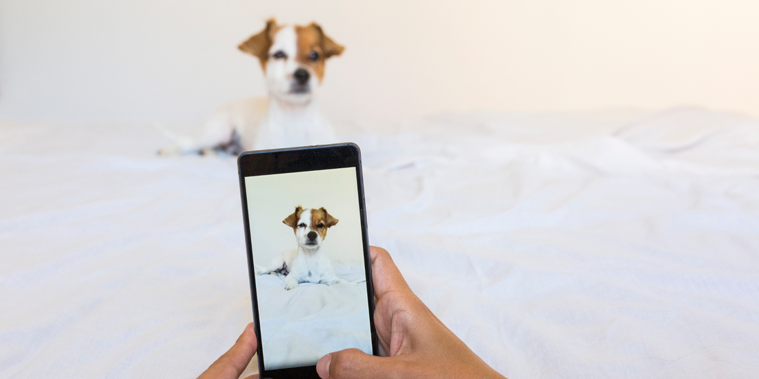 hands taking photos of pet jack russell terrier dog photo photography phone camera iPhone tips